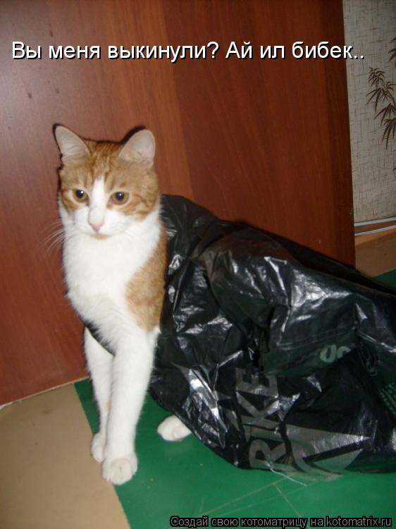Котоматрица: Вы меня выкинули? Ай ил бибек..