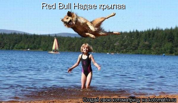 Котоматрица: Red Bull Надае крылаа