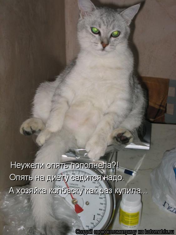 Котоматрица: Неужели опять пополнела?! Опять на диету садится надо. А хозяйка колбаску как раз купила...