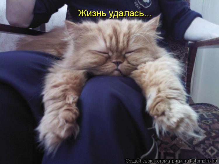 Котоматрица: Жизнь удалась...