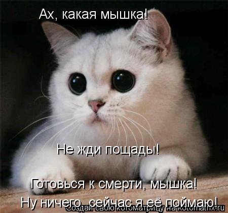 Котоматрица: Ах, какая мышка! Ну ничего, сейчас я её поймаю! Не жди пощады! Готовься к смерти, мышка!