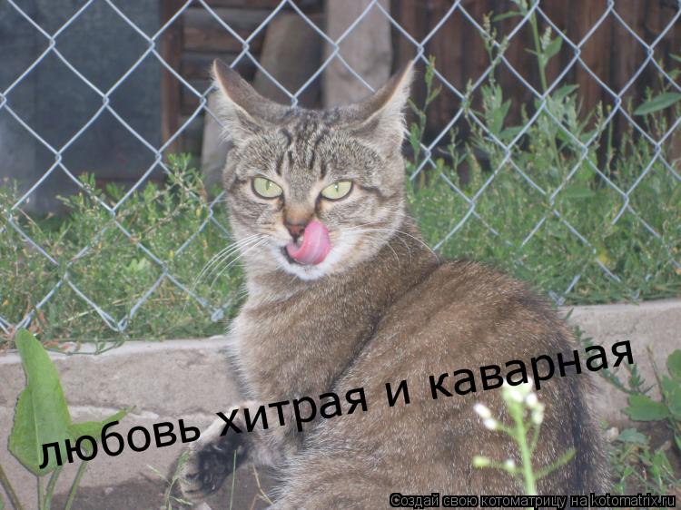 любовь хитрая и каварная... Котоматрица: любовь хитрая и каварная
