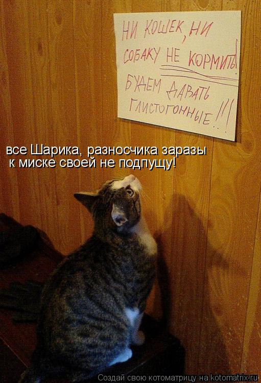 все Шарика, разносчика заразы к миске своей не подпущу!... Котоматрица: все Шарика, разносчика заразы к миске своей не подпущу!