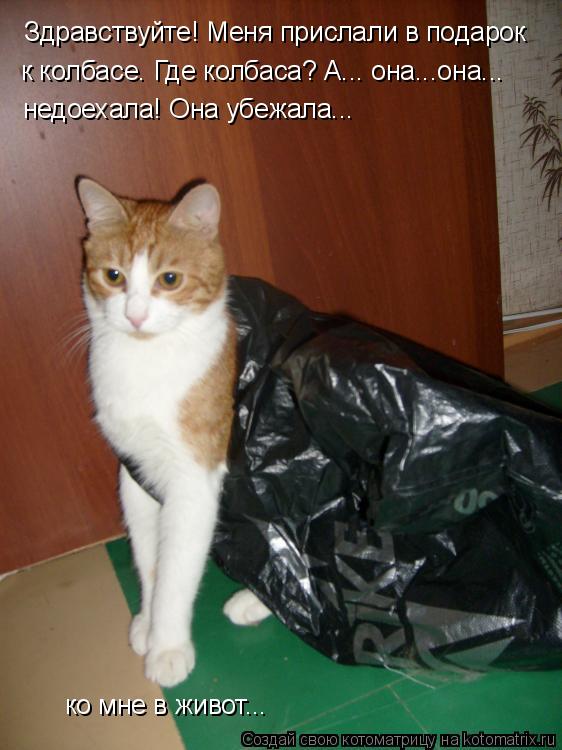 Здравствуйте! Меня прислали в подарок к колбасе. Где колбаса? А... она...она... недоехала! Она убежа... Котоматрица: Здравствуйте! Меня прислали в подарок к колбасе. Где колбаса? А... она...она... недоехала! Она убежала... ко мне в живот...