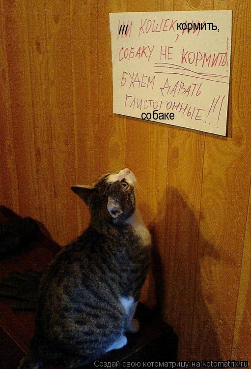 /// кормить, собаке... Котоматрица: /// кормить, собаке