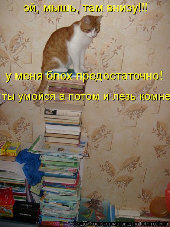 эй, мышь, там внизу!!! у меня блох предостаточно! ты умойся а потом и лезь комне... Котоматрица: эй, мышь, там внизу!!! у меня блох предостаточно! ты умойся а потом и лезь комне