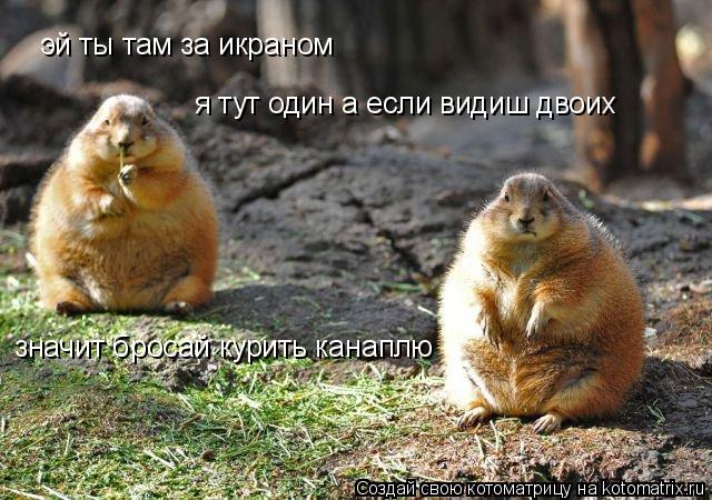 эй ты там за икраном я тут один а если видиш двоих значит бросай курить канаплю... Котоматрица: эй ты там за икраном я тут один а если видиш двоих значит бросай курить канаплю