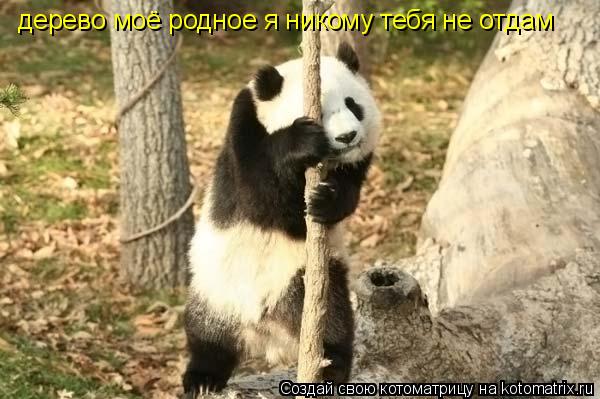 дерево моё родное я никому тебя не отдам... Котоматрица: дерево моё родное я никому тебя не отдам