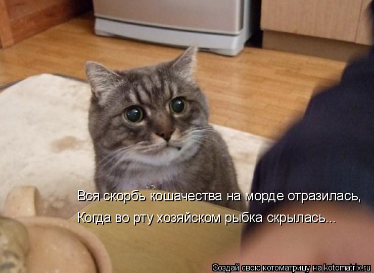 Вся скорбь кошачества на морде отразилась, Когда во рту хозяйском рыбка скрылась...... Котоматрица: Вся скорбь кошачества на морде отразилась, Когда во рту хозяйском рыбка скрылась...