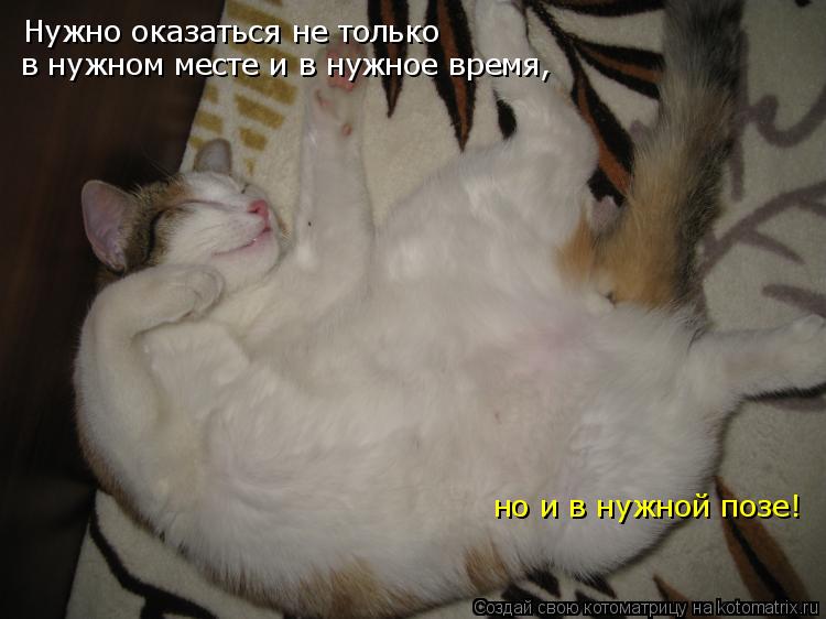 Нужно оказаться не только в нужном месте и в нужное время, но и в нужной позе!... Котоматрица: Нужно оказаться не только в нужном месте и в нужное время, но и в нужной позе!