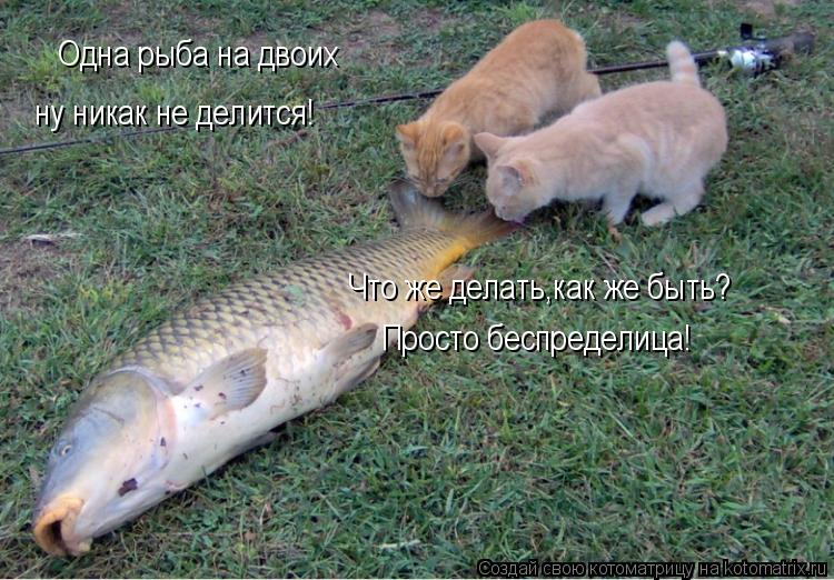 Одна рыба на двоих ну никак не делится! Что же делать,как же быть? Просто беспределица!... Котоматрица: Одна рыба на двоих ну никак не делится! Что же делать,как же быть? Просто беспределица!