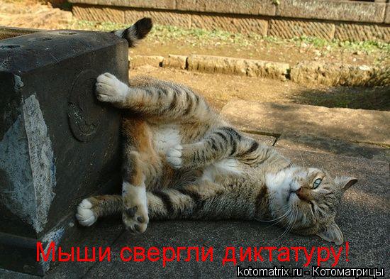 Мыши свергли диктатуру!... Котоматрица: Мыши свергли диктатуру!
