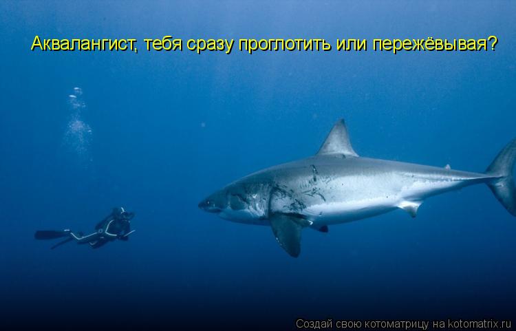 Аквалангист, тебя сразу проглотить или пережёвывая?... Котоматрица: Аквалангист, тебя сразу проглотить или пережёвывая?