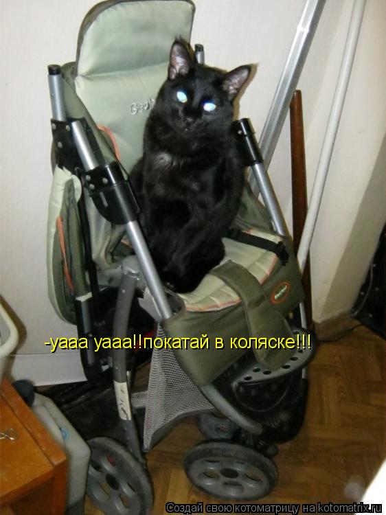 -уааа уааа!!покатай в коляске!!!... Котоматрица: -уааа уааа!!покатай в коляске!!!