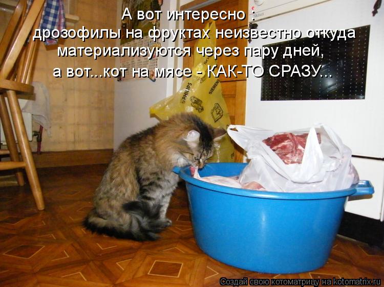 А вот интересно : дрозофилы на фруктах неизвестно откуда материализуются через пару дней, а вот...кот... Котоматрица: А вот интересно : дрозофилы на фруктах неизвестно откуда материализуются через пару дней, а вот...кот на мясе - КАК-ТО СРАЗУ...