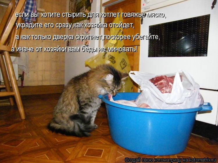 Котоматрица: если вы хотите стырить для котлет говяжье мяско, украдите его сразу,как хозяйка отойдет, а как только дверка скрипнет,поскорее убегайте, а и