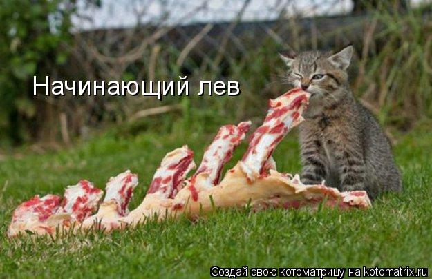 Котоматрица: Начинающий лев