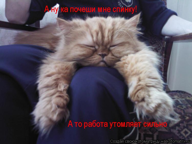 А ну ка почеши мне спинку! А то работа утомляет сильно... Котоматрица: А ну ка почеши мне спинку! А то работа утомляет сильно