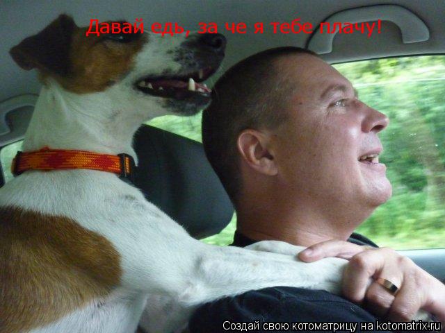 Давай едь, за че я тебе плачу!... Котоматрица: Давай едь, за че я тебе плачу!