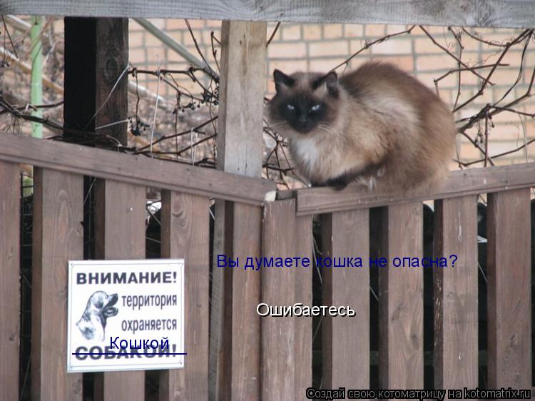 Кошкой ____________ Вы думаете кошка не опасна? Ошибаетесь... Котоматрица: Кошкой ____________ Вы думаете кошка не опасна? Ошибаетесь