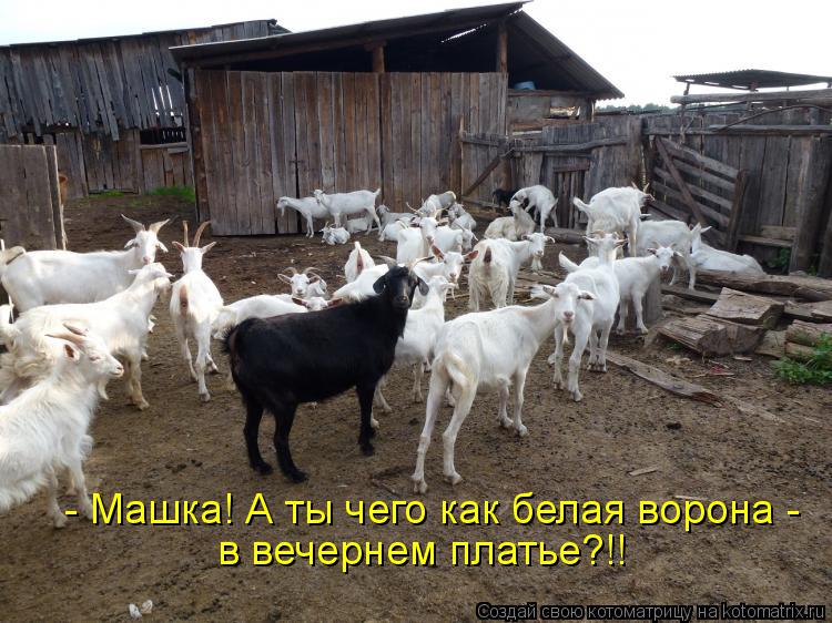 - Машка! А ты чего как белая ворона - в вечернем платье?!!... Котоматрица: - Машка! А ты чего как белая ворона - в вечернем платье?!!