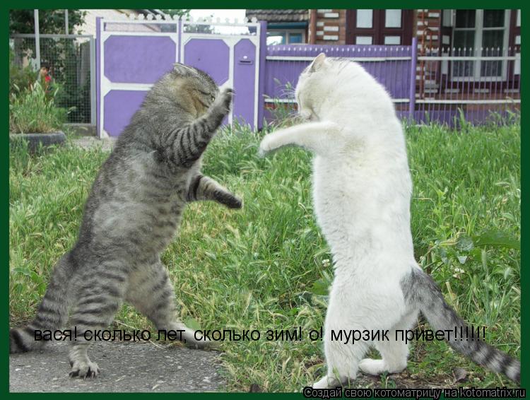 вася! сколько лет, сколько зим! о! мурзик привет!!!!!!... Котоматрица: вася! сколько лет, сколько зим! о! мурзик привет!!!!!!