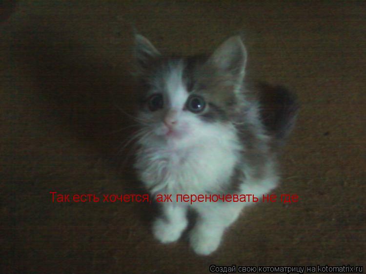 Так есть хочется, аж переночевать не где... Котоматрица: Так есть хочется, аж переночевать не где