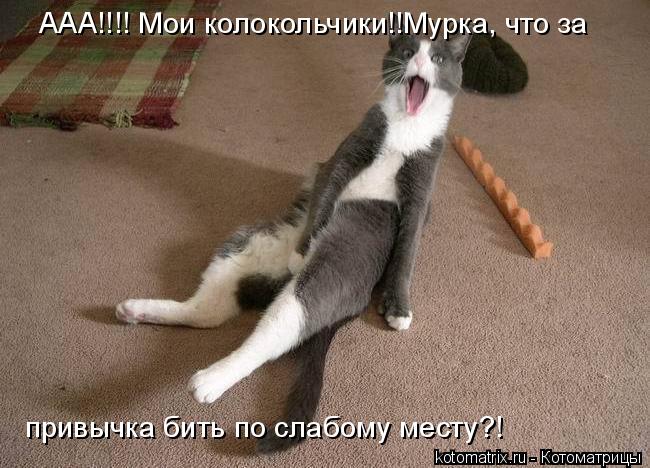 ААА!!!! Мои колокольчики!!Мурка, что за привычка бить по слабому месту?!... Котоматрица: ААА!!!! Мои колокольчики!!Мурка, что за привычка бить по слабому месту?!