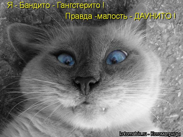 Я - Бандито - Гангстерито ! Правда -малость - ДАУНИТО !... Котоматрица: Я - Бандито - Гангстерито ! Правда -малость - ДАУНИТО !