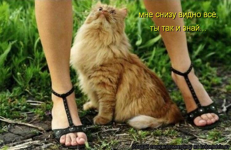 мне снизу видно всё, ты так и знай...... Котоматрица: мне снизу видно всё, ты так и знай...