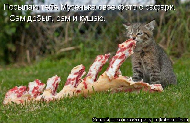 Посылаю тебе Мусенька свое фото с сафари. Сам добыл, сам и кушаю.... Котоматрица: Посылаю тебе Мусенька свое фото с сафари. Сам добыл, сам и кушаю.