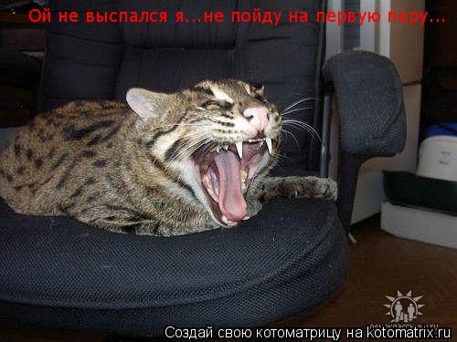 Ой не выспался я...не пойду на первую пару...... Котоматрица: Ой не выспался я...не пойду на первую пару...