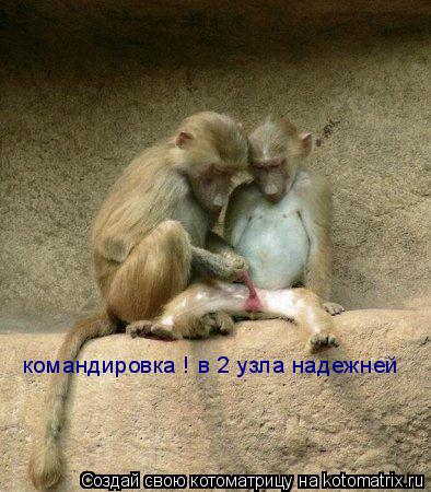 командировка ! в 2 узла надежней... Котоматрица: командировка ! в 2 узла надежней