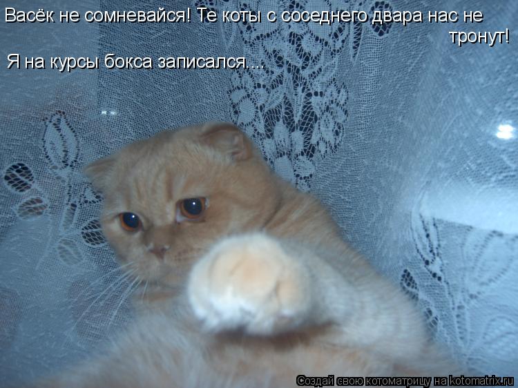 Васёк не сомневайся! Те коты с соседнего двара нас не тронут! Я на курсы бокса записался....... Котоматрица: Васёк не сомневайся! Те коты с соседнего двара нас не тронут! Я на курсы бокса записался....