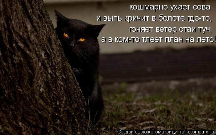 кошмарно ухает сова и выпь кричит в болоте где-то, гоняет ветер стаи туч, а в ком-то тлеет план на ле... Котоматрица: кошмарно ухает сова и выпь кричит в болоте где-то, гоняет ветер стаи туч, а в ком-то тлеет план на лето!