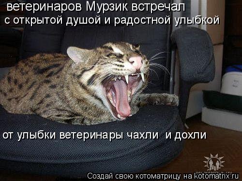 ветеринаров Мурзик встречал с открытой душой и радостной улыбкой от улыбки ветеринары чахли и дохли... Котоматрица: ветеринаров Мурзик встречал с открытой душой и радостной улыбкой от улыбки ветеринары чахли и дохли