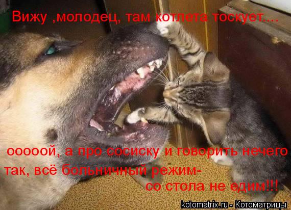 Вижу ,молодец, там котлета тоскует.... ооооой, а про сосиску и говорить нечего так, всё больничный ре... Котоматрица: Вижу ,молодец, там котлета тоскует.... ооооой, а про сосиску и говорить нечего так, всё больничный режим- со стола не едим!!!