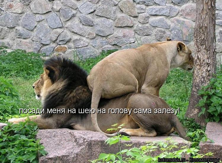 посади меня на шею на голову сама залезу!... Котоматрица: посади меня на шею на голову сама залезу!
