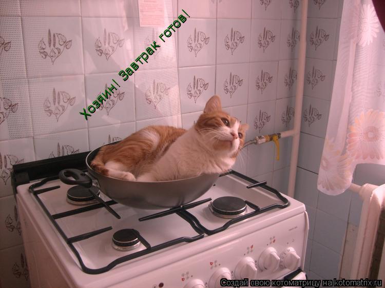 Хозяин! Завтрак готов!... Котоматрица: Хозяин! Завтрак готов!