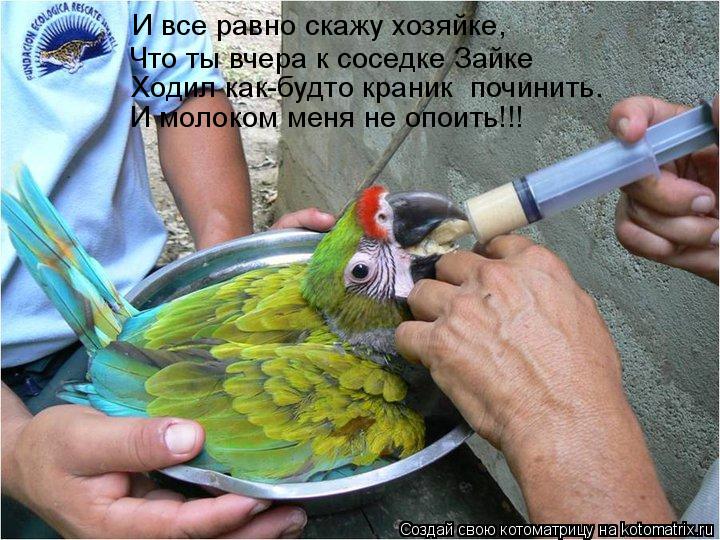 Котоматрица: И все равно скажу хозяйке, Что ты вчера к соседке Зайке Ходил как-будто краник  починить.  И молоком меня не опоить!!!