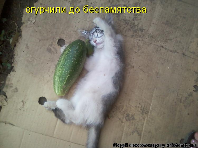 Котоматрица: огурчили до беспамятства