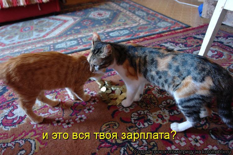 Котоматрица: и это вся твоя зарплата?