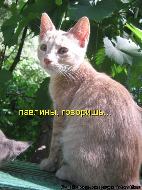 Котоматрица: павлины, говоришь...