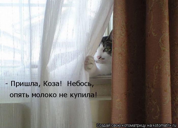 Котоматрица: - Пришла, Коза!  Небось,  опять молоко не купила!