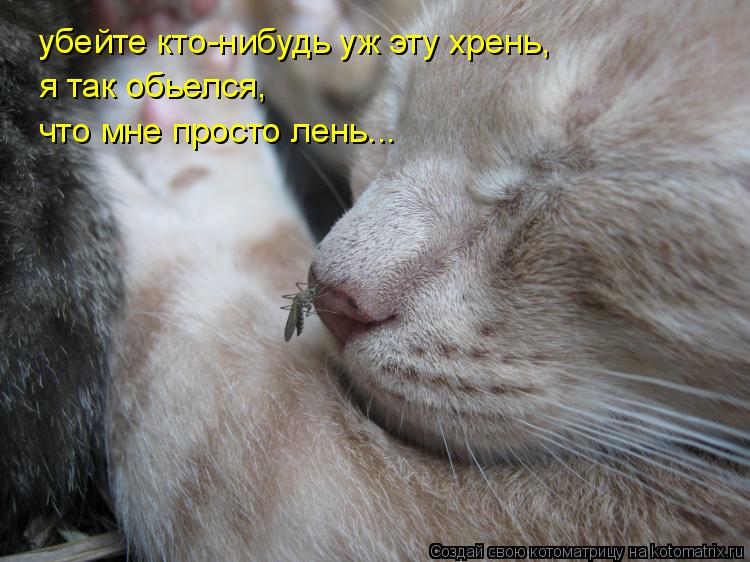Котоматрица: убейте кто-нибудь уж эту хрень, я так обьелся, что мне просто лень...