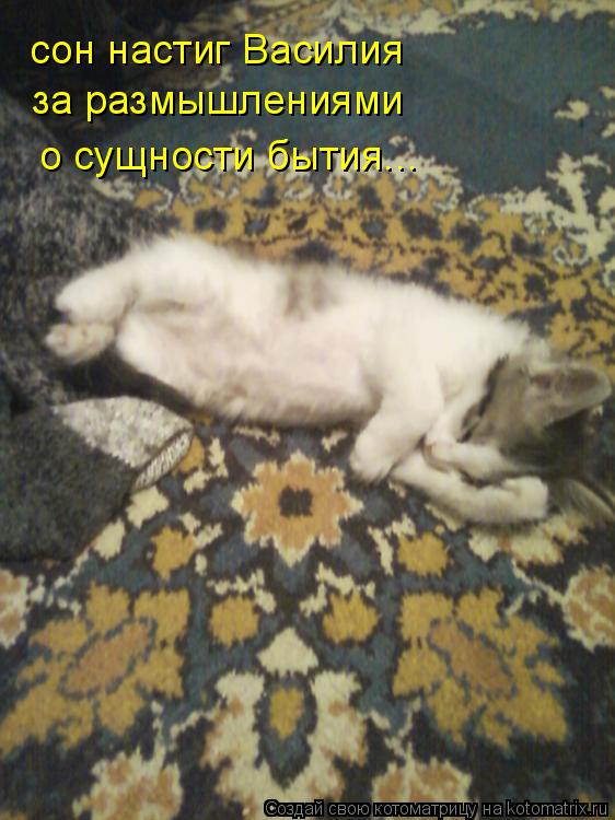 Котоматрица: сон настиг Василия за размышлениями о сущности бытия...