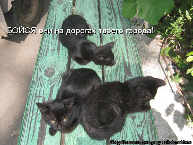 Котоматрица: БОЙСЯ они на дорогах твоего города!
