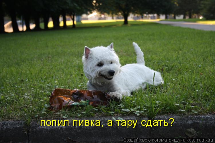 Котоматрица: попил пивка, а тару сдать?