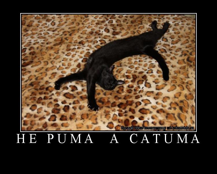 не puma а catuma ... Котоматрица: не puma а catuma