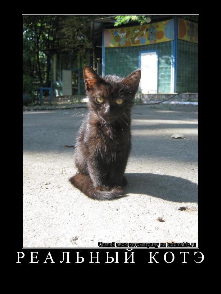 реальный котэ ... Котоматрица: реальный котэ